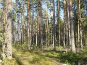 Finland has lots of trees